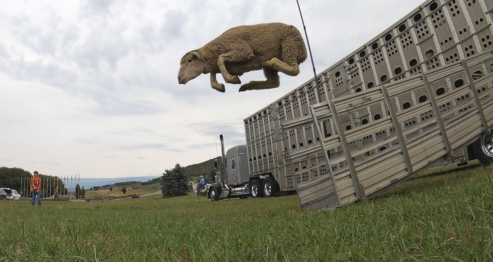 APTOPIX Sheepdog Championship